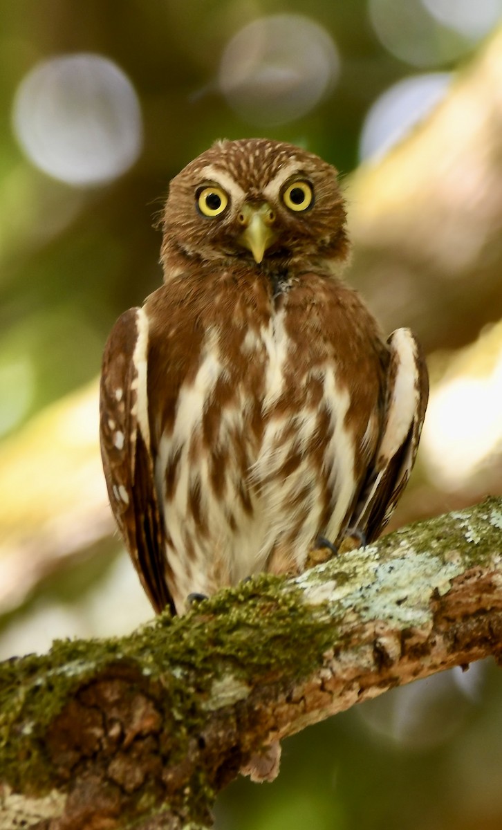Ferruginous Pygmy-Owl - ML619923068