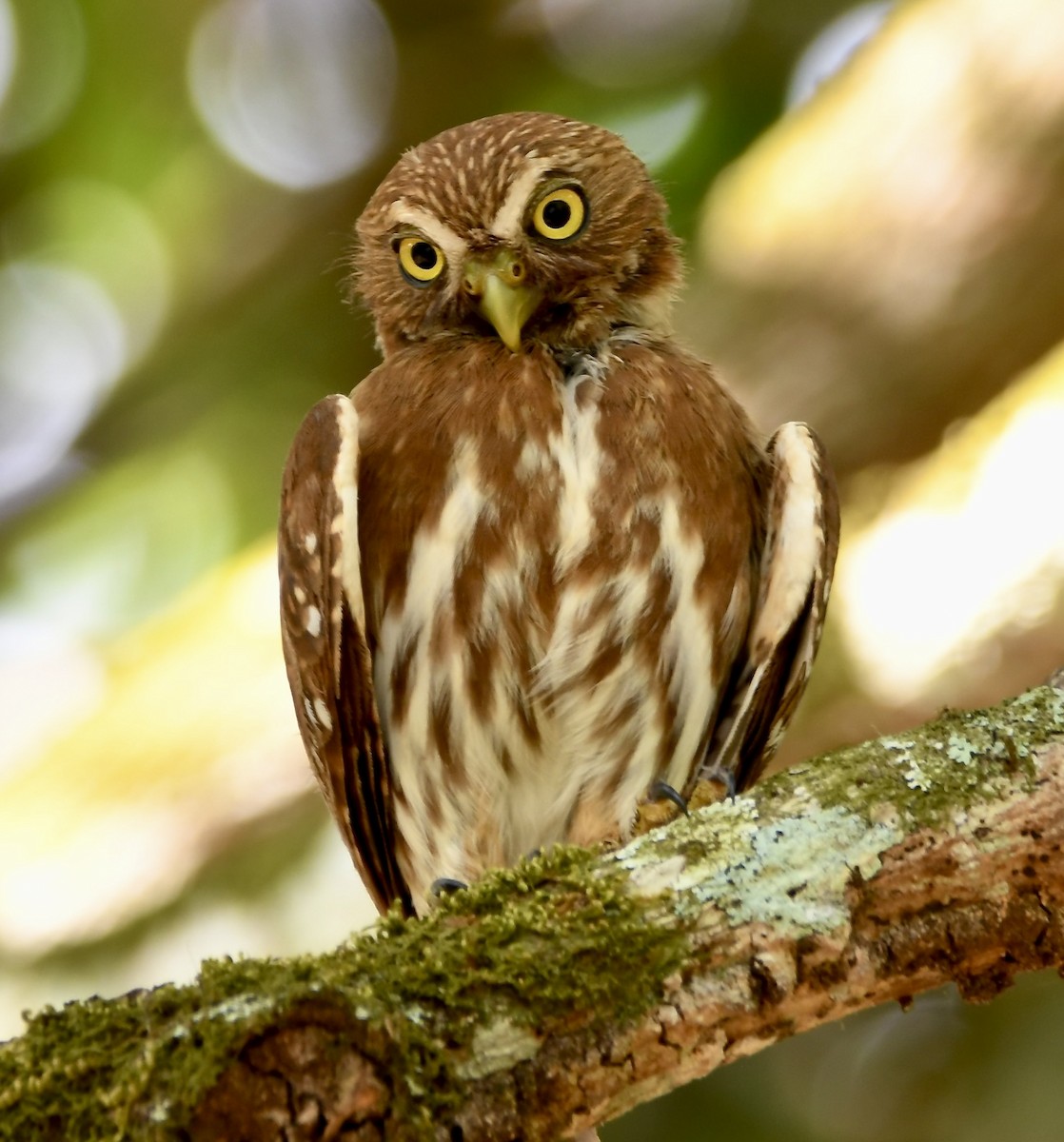 Ferruginous Pygmy-Owl - ML619923069