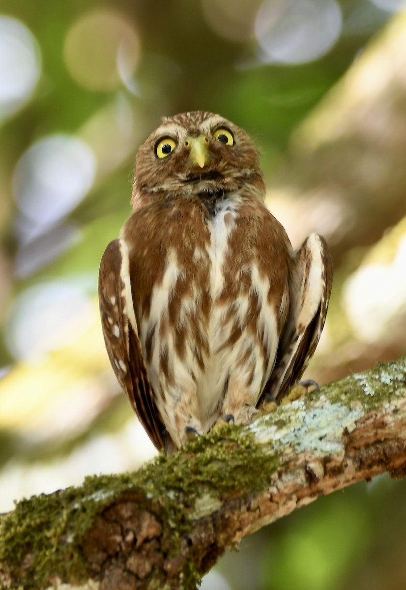 Ferruginous Pygmy-Owl - ML619923070