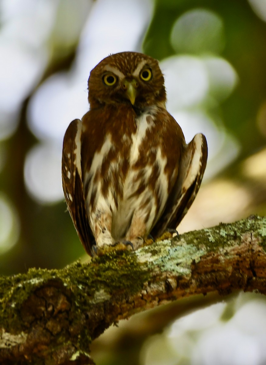 Ferruginous Pygmy-Owl - ML619923071