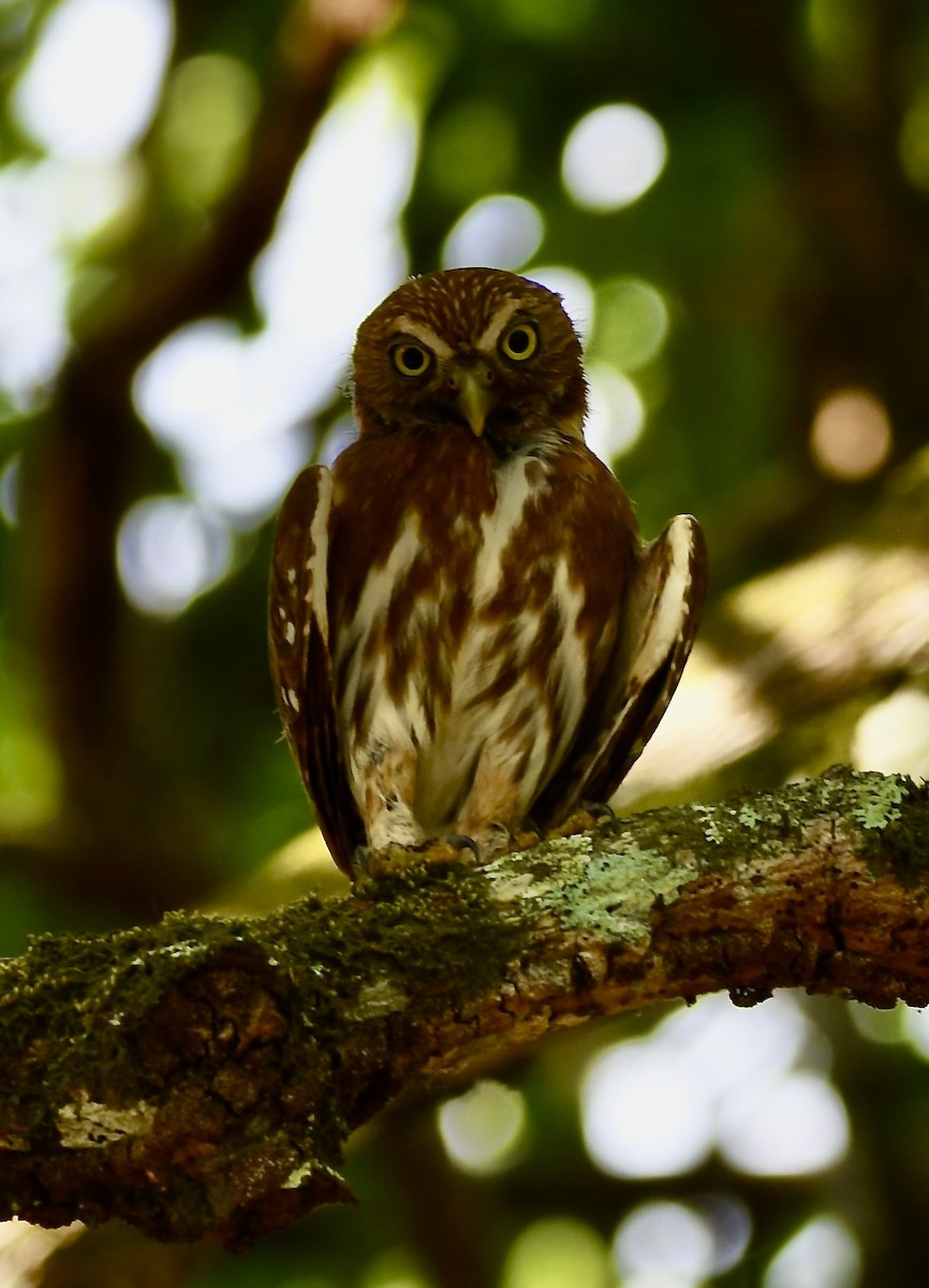 Ferruginous Pygmy-Owl - ML619923072