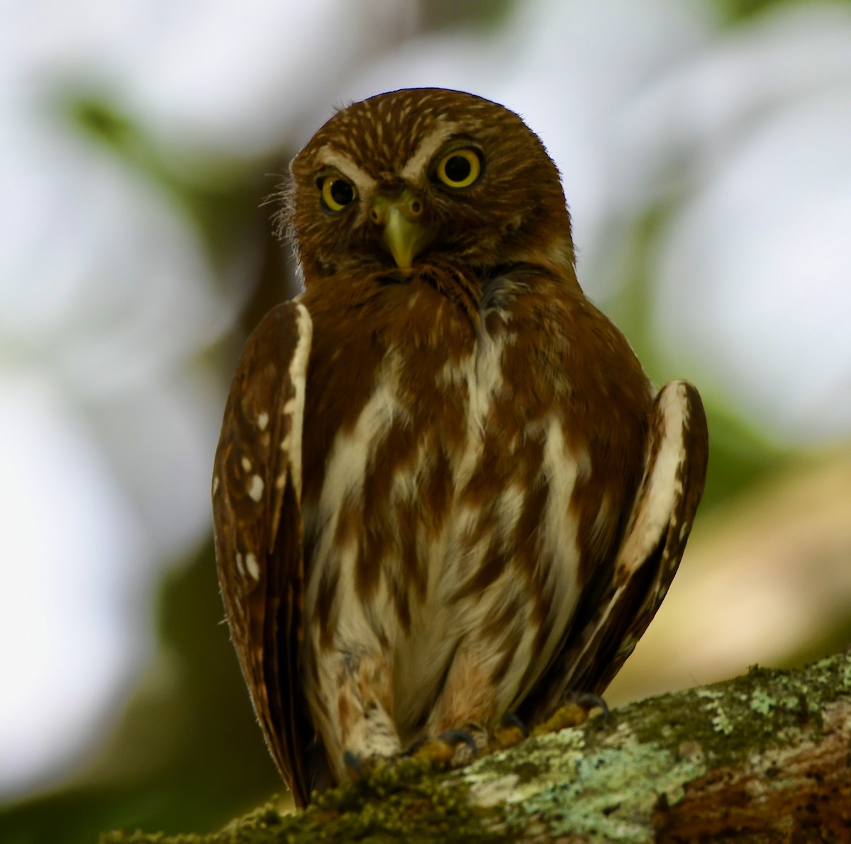 Ferruginous Pygmy-Owl - ML619923073