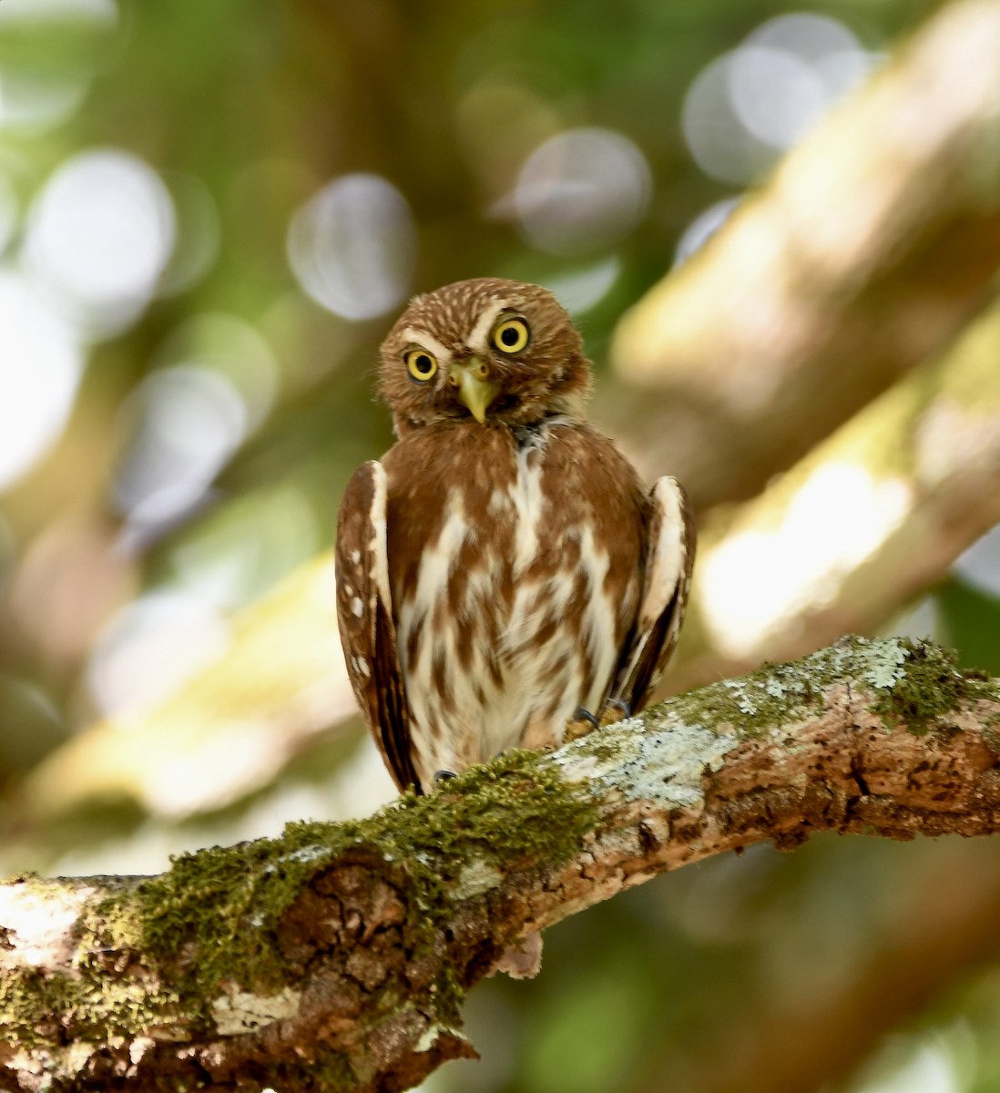 Ferruginous Pygmy-Owl - ML619923076