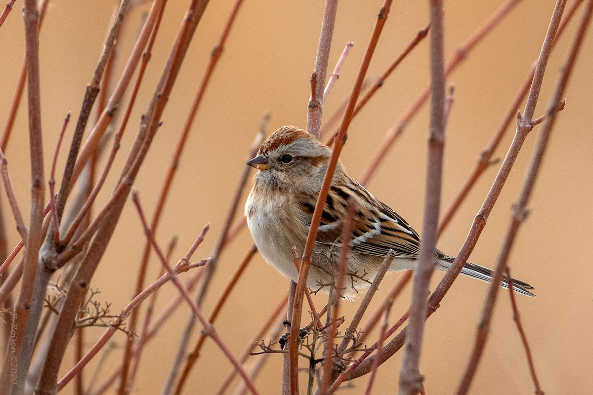 American Tree Sparrow - ML619923080