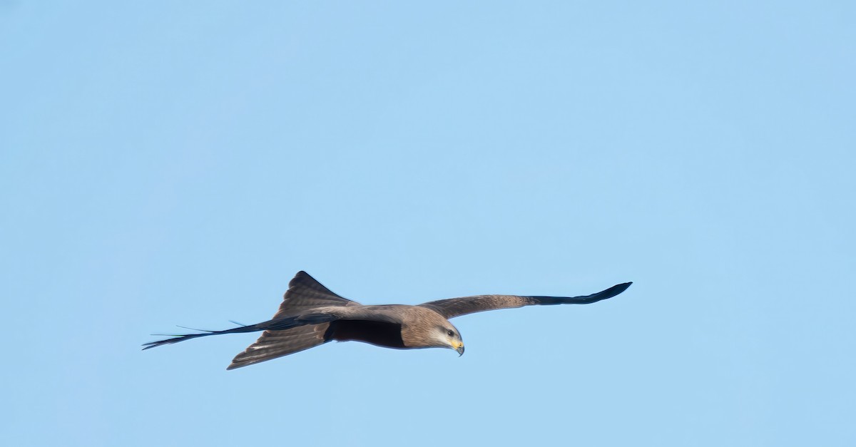 Black Kite - ML619923095