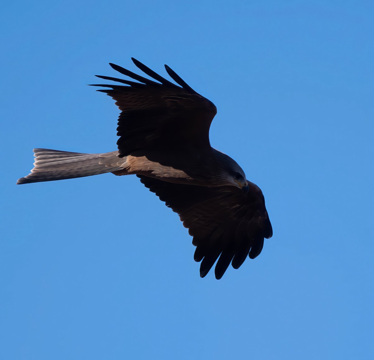 Black Kite - ML619923099