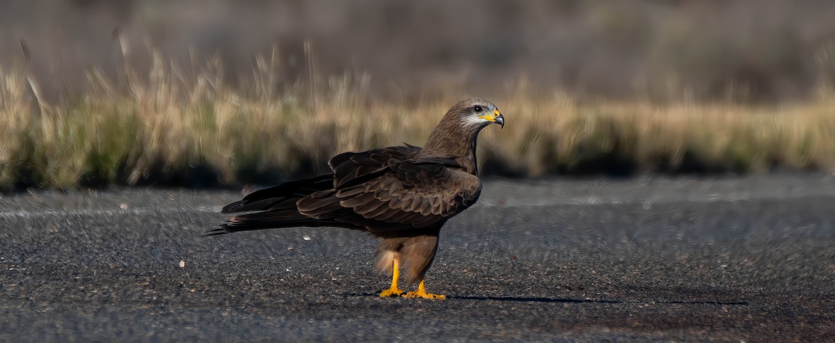 Black Kite - ML619923101