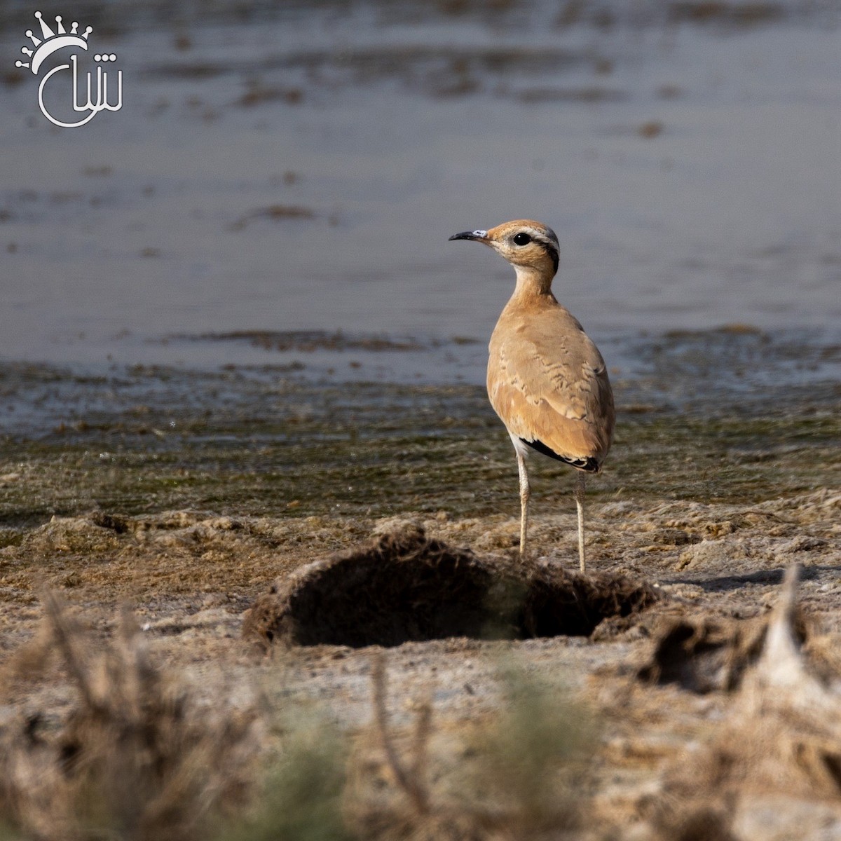 Cream-colored Courser - Mohamed Shah