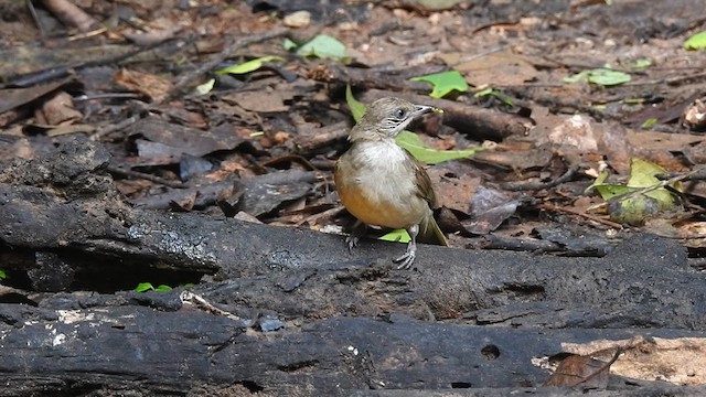 Бюльбюль таїландський - ML619923118