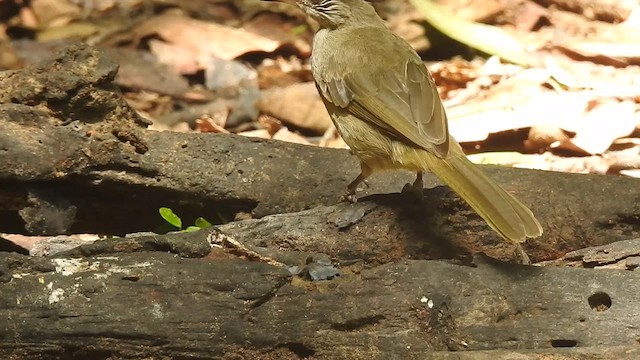 Бюльбюль таїландський - ML619923119