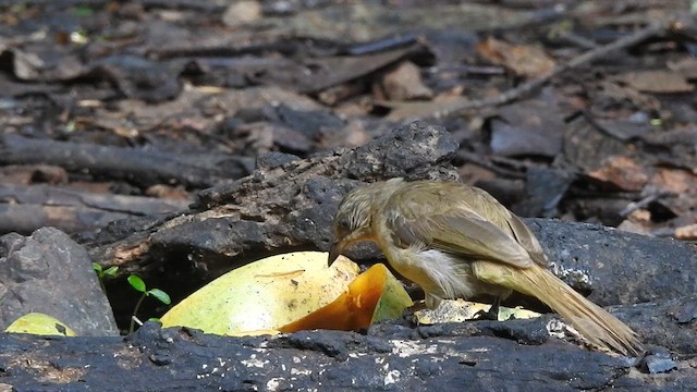 Бюльбюль таїландський - ML619923120