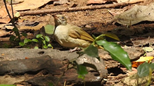 Бюльбюль таїландський - ML619923121