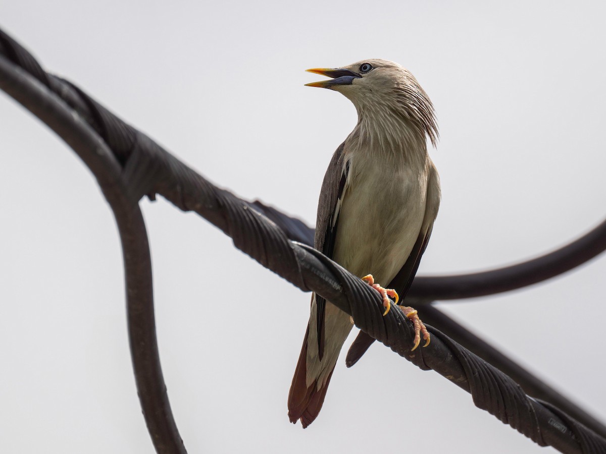 Chestnut-tailed Starling - ML619923149