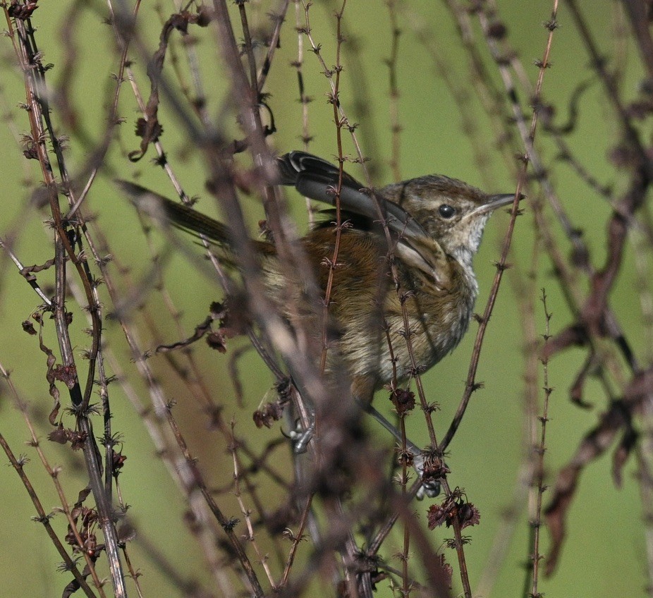 Little Grassbird - ML619923150