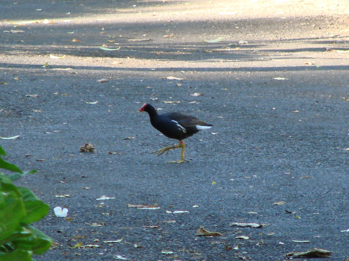 Gallinule d'Amérique - ML619923154