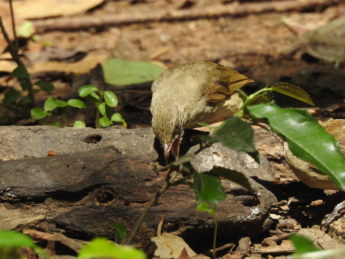 Streak-eared Bulbul - ML619923156