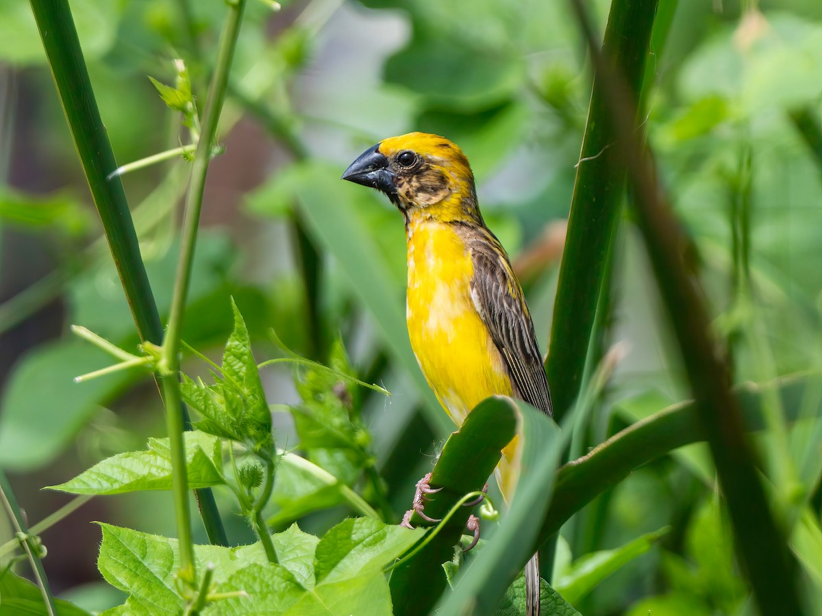 Asian Golden Weaver - ML619923166