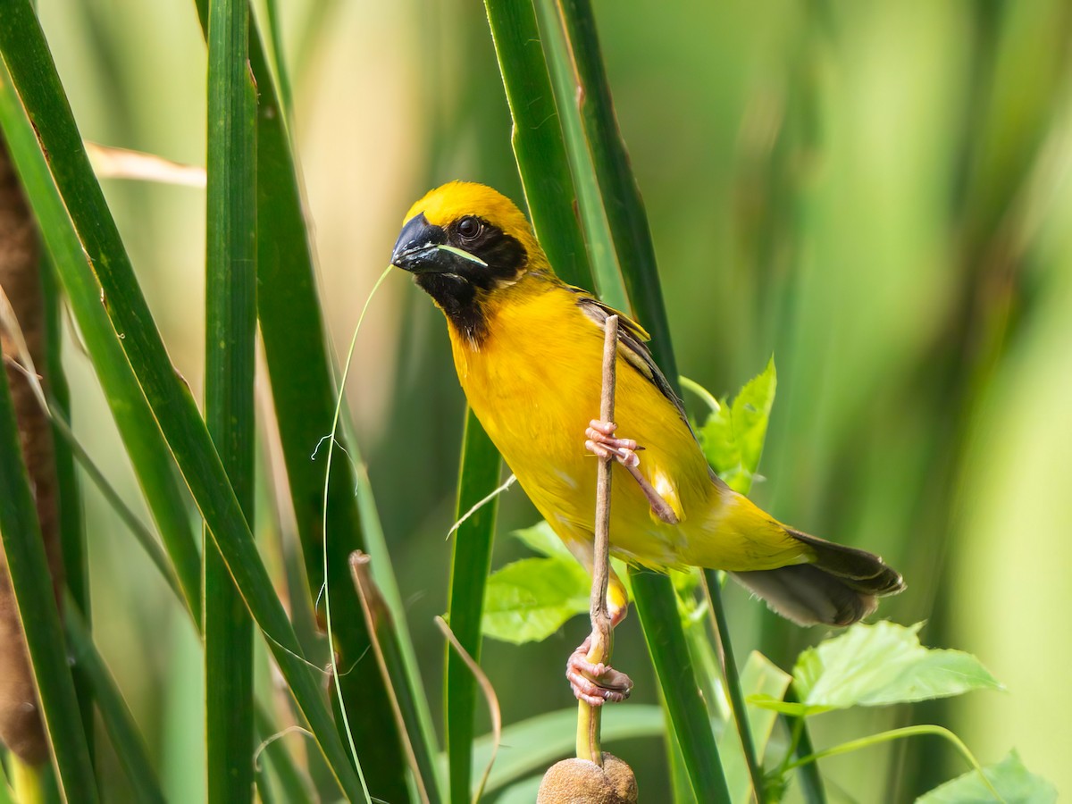 Asian Golden Weaver - ML619923167