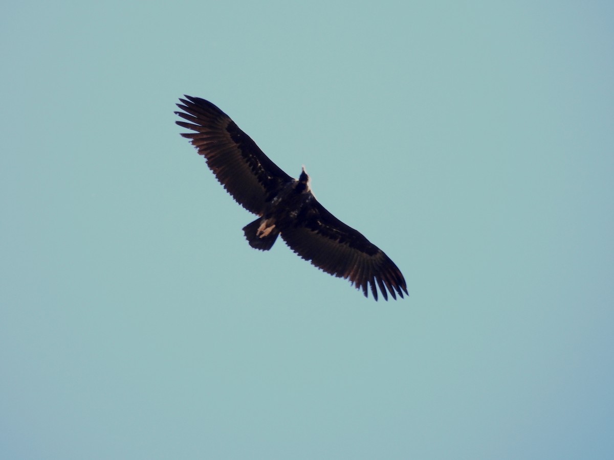 Cinereous Vulture - ML619923177