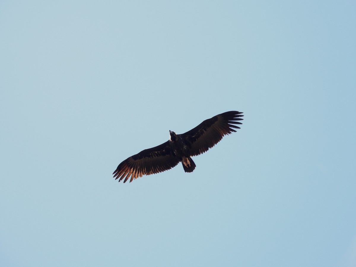 Cinereous Vulture - ML619923178