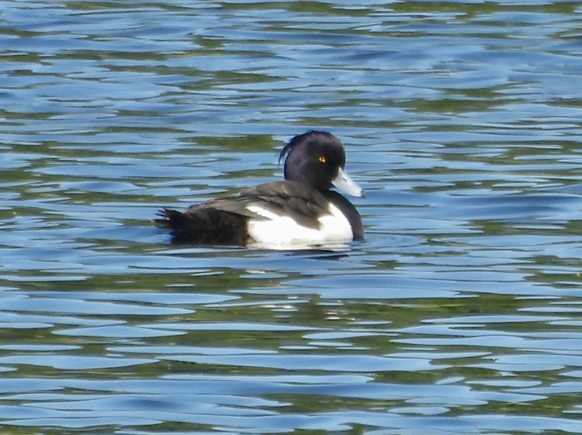 Tufted Duck - ML619923182