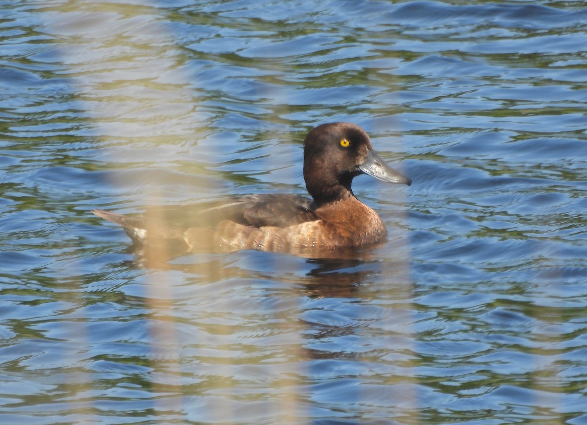 Tufted Duck - ML619923183