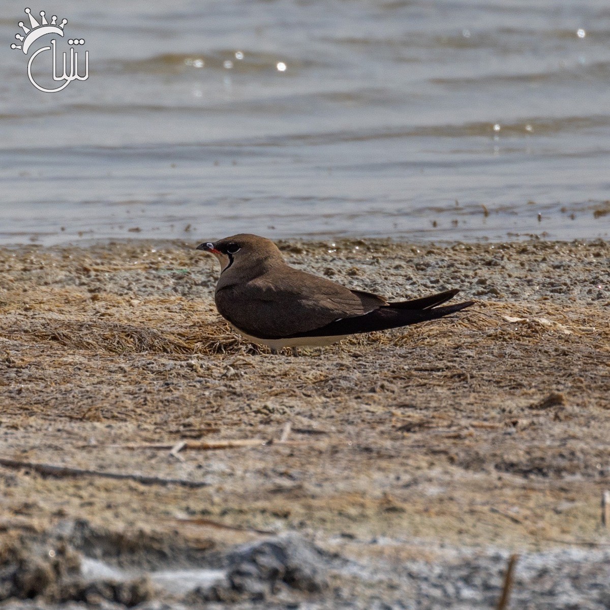 Collared Pratincole - ML619923195