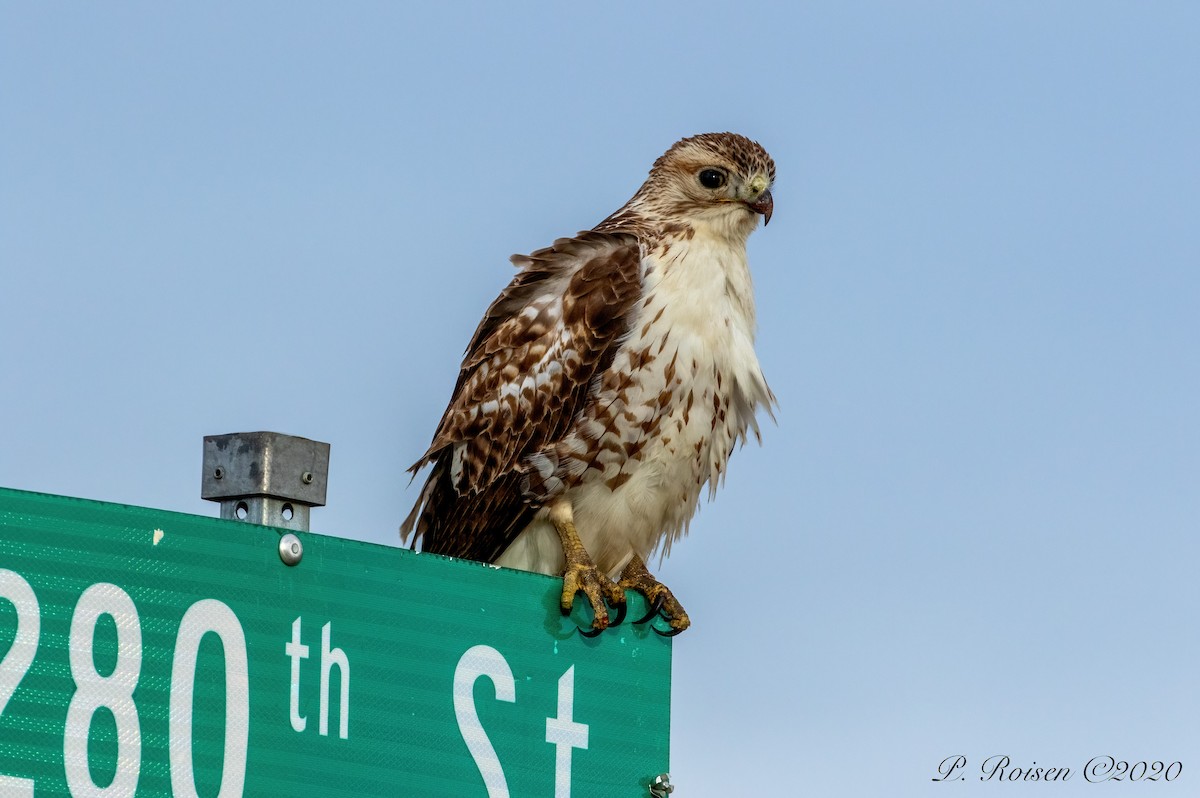 Red-tailed Hawk - ML619923196