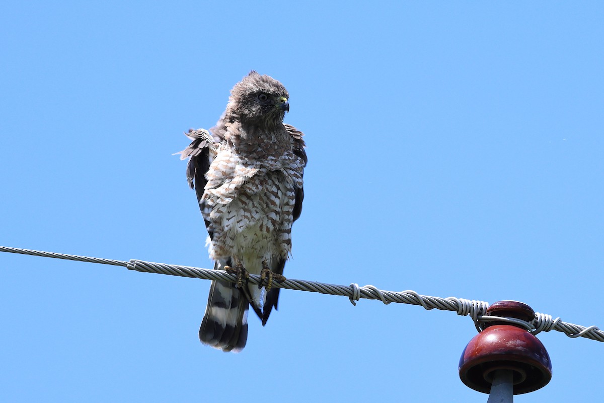 Broad-winged Hawk - ML619923209