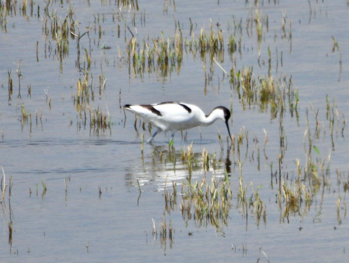 Pied Avocet - ML619923211