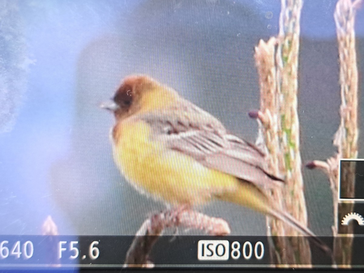 Red-headed Bunting - ML619923225