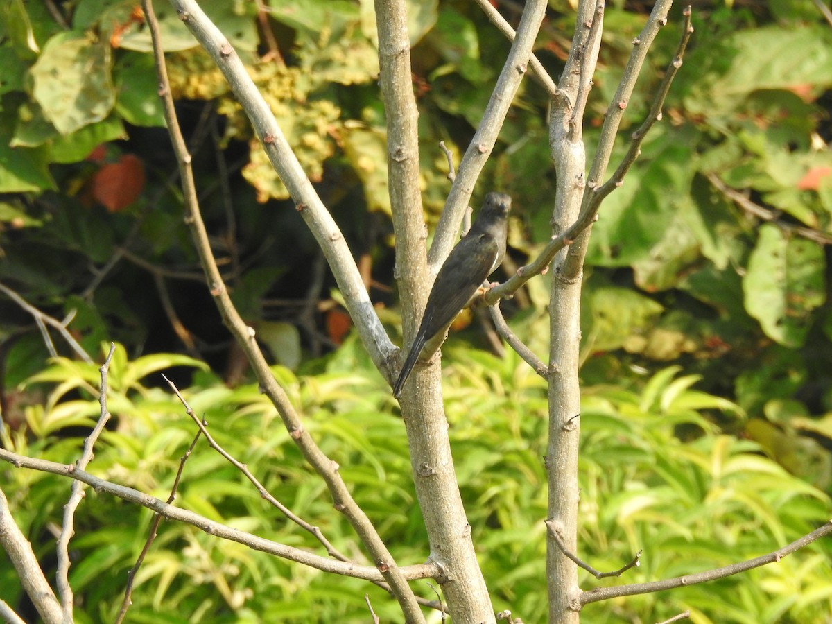 Gray-bellied Cuckoo - ML619923228