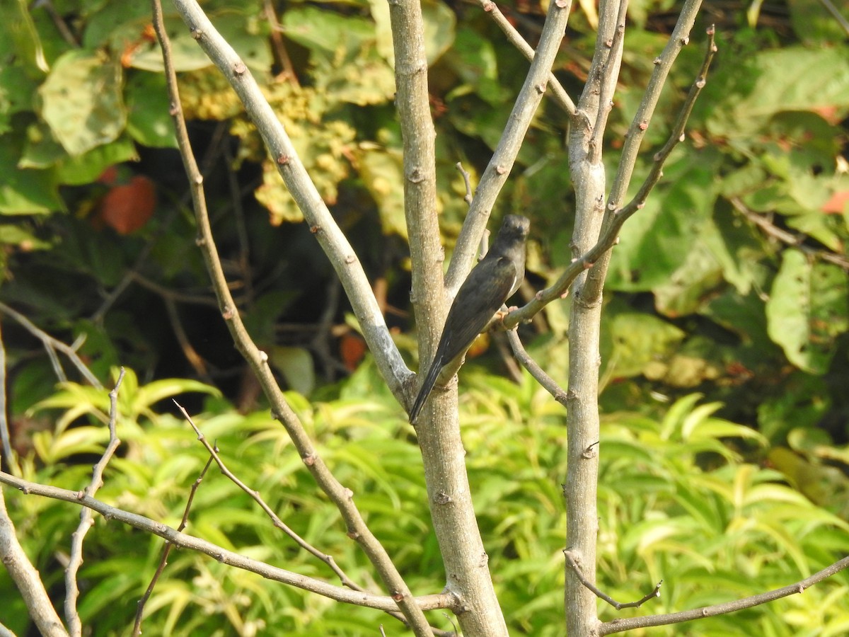 Gray-bellied Cuckoo - ML619923229