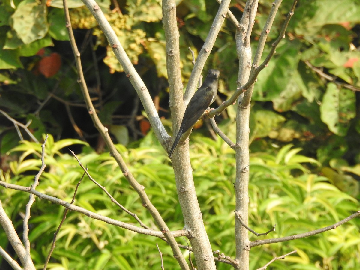 Gray-bellied Cuckoo - ML619923230