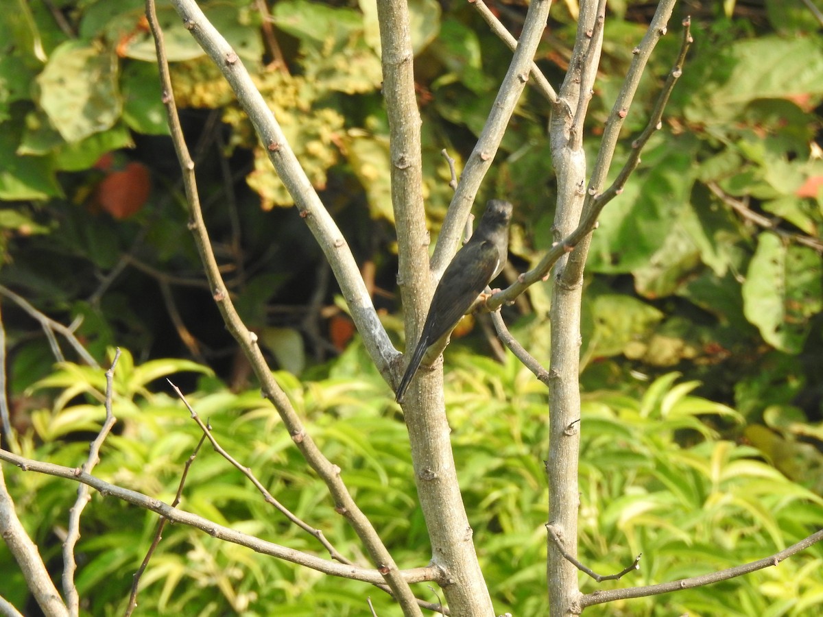 Gray-bellied Cuckoo - ML619923231