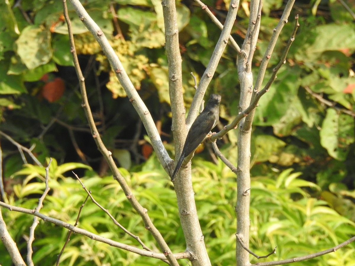 Gray-bellied Cuckoo - ML619923232