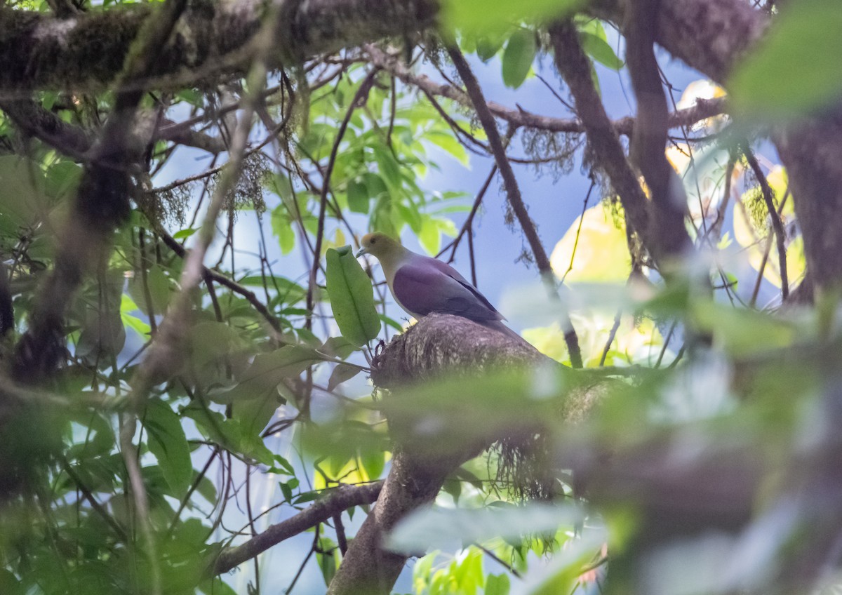 Wedge-tailed Green-Pigeon - ML619923233