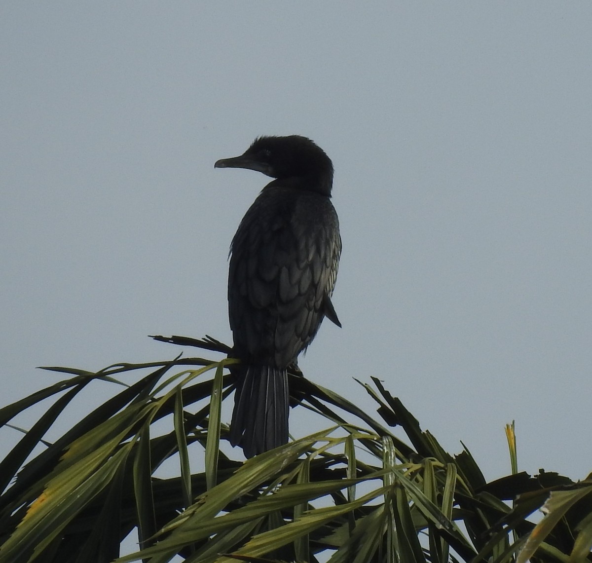 Indian Cormorant - ML619923241