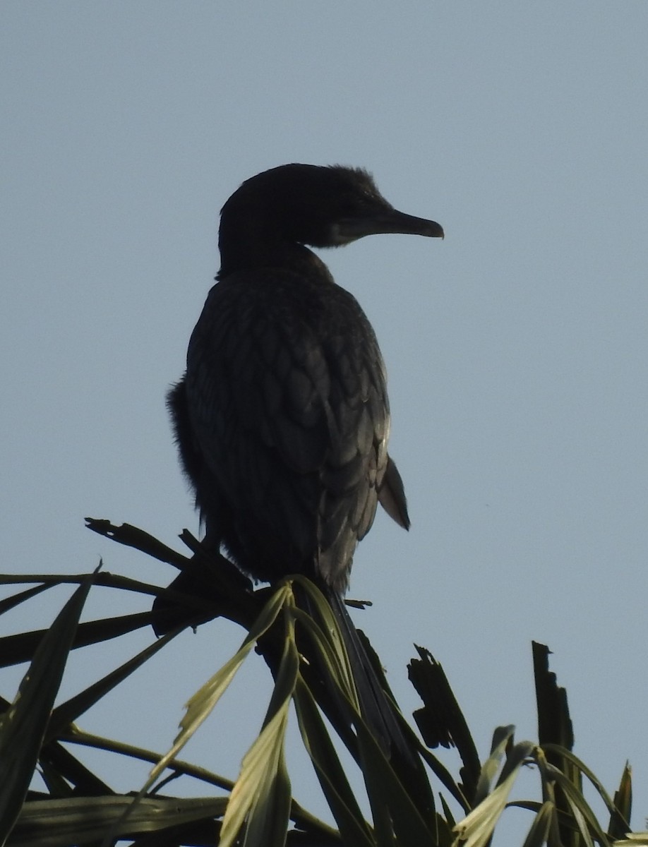 Little Cormorant - ML619923242