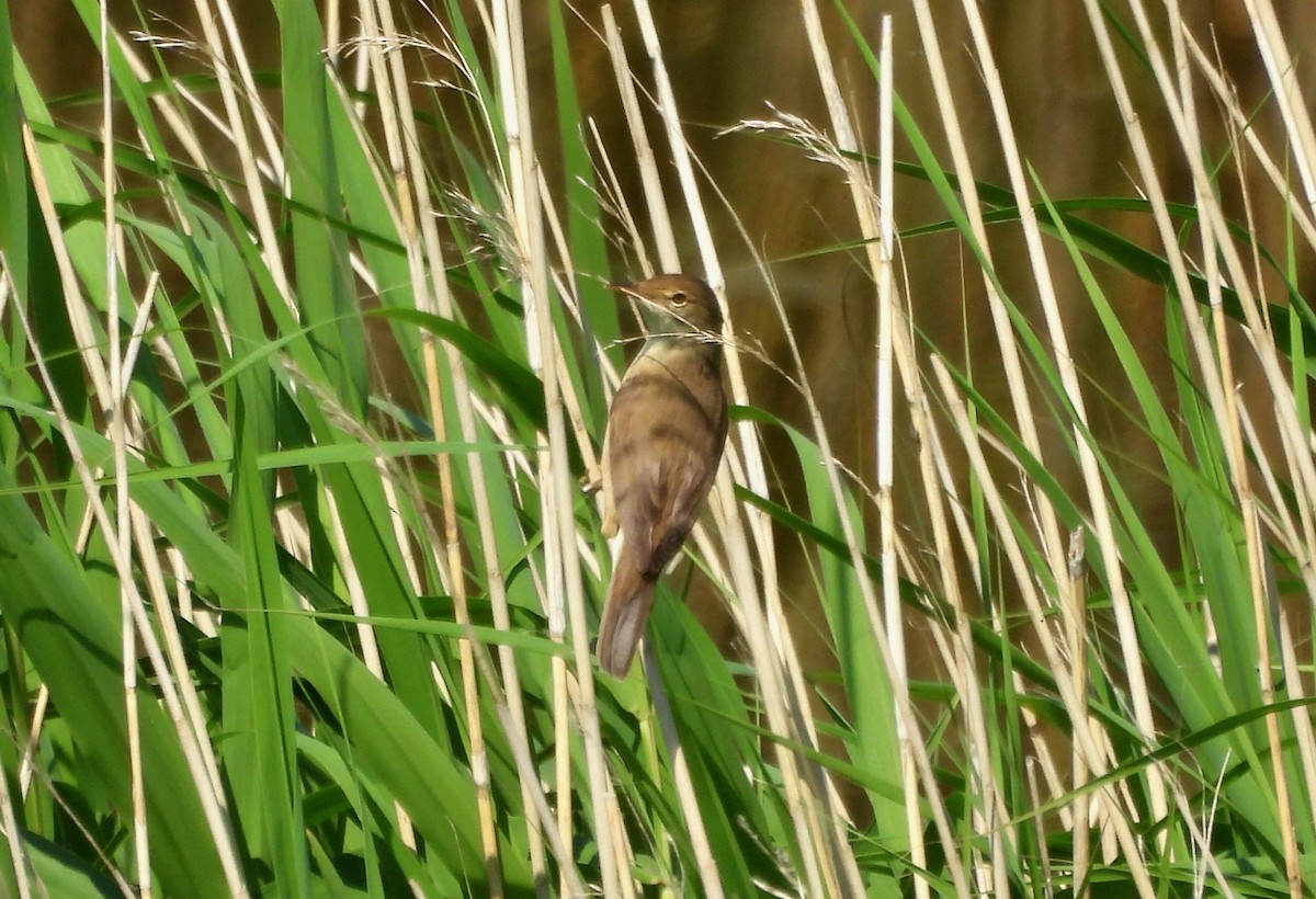 Common Reed Warbler - ML619923243