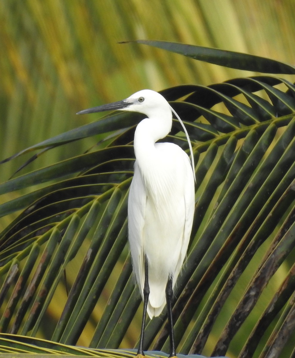 Little Egret - ML619923244