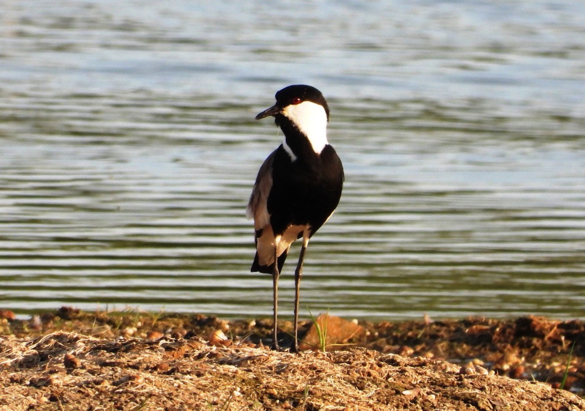 Spur-winged Lapwing - ML619923246