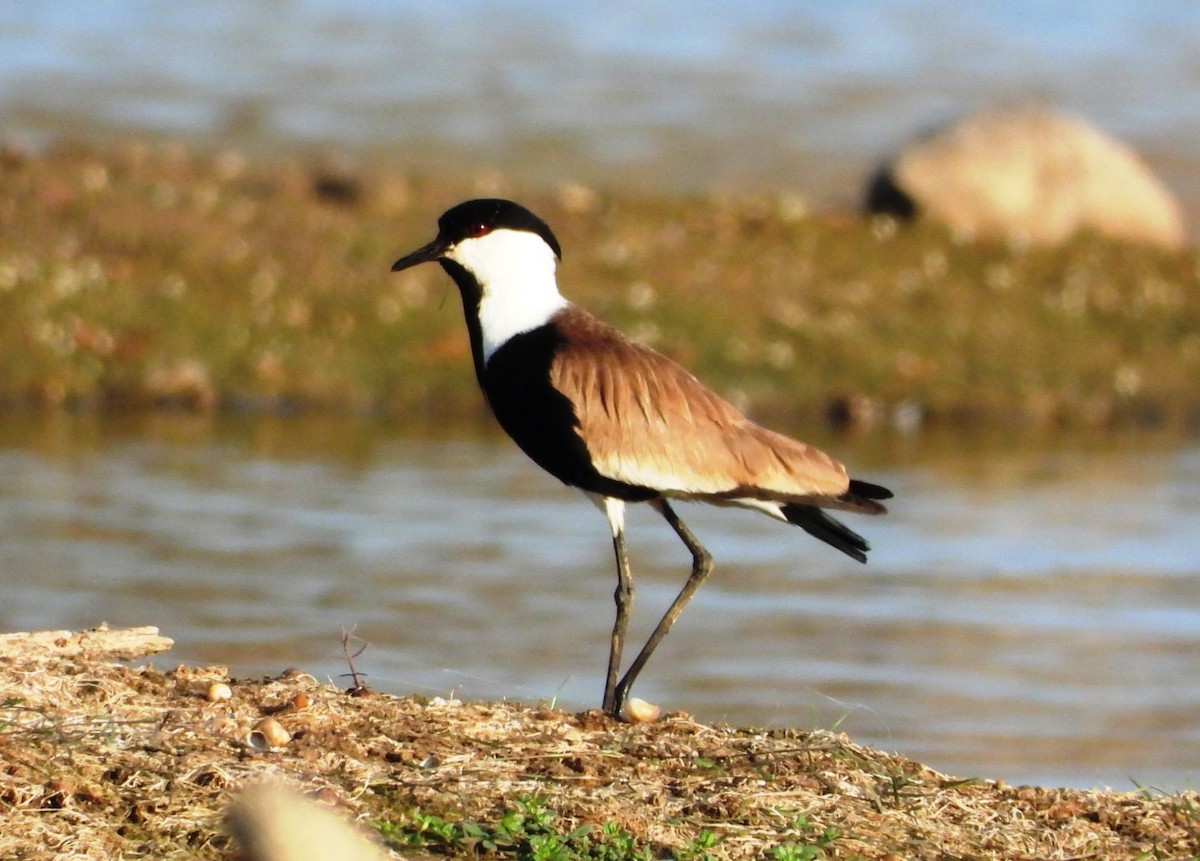 Spur-winged Lapwing - ML619923247