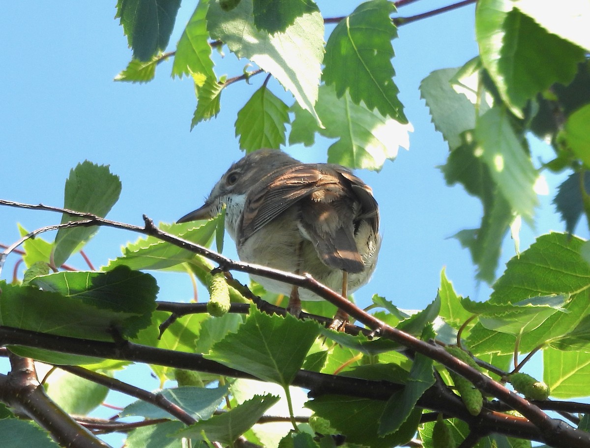 Greater Whitethroat - ML619923261