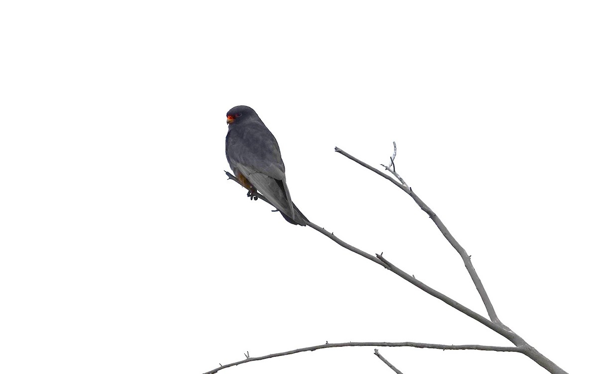 Red-footed Falcon - ML619923268