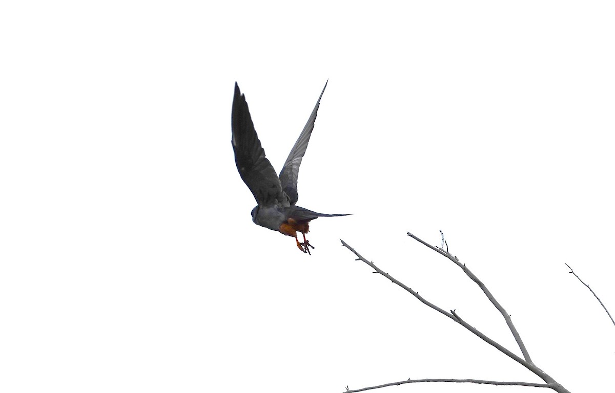 Red-footed Falcon - ML619923269