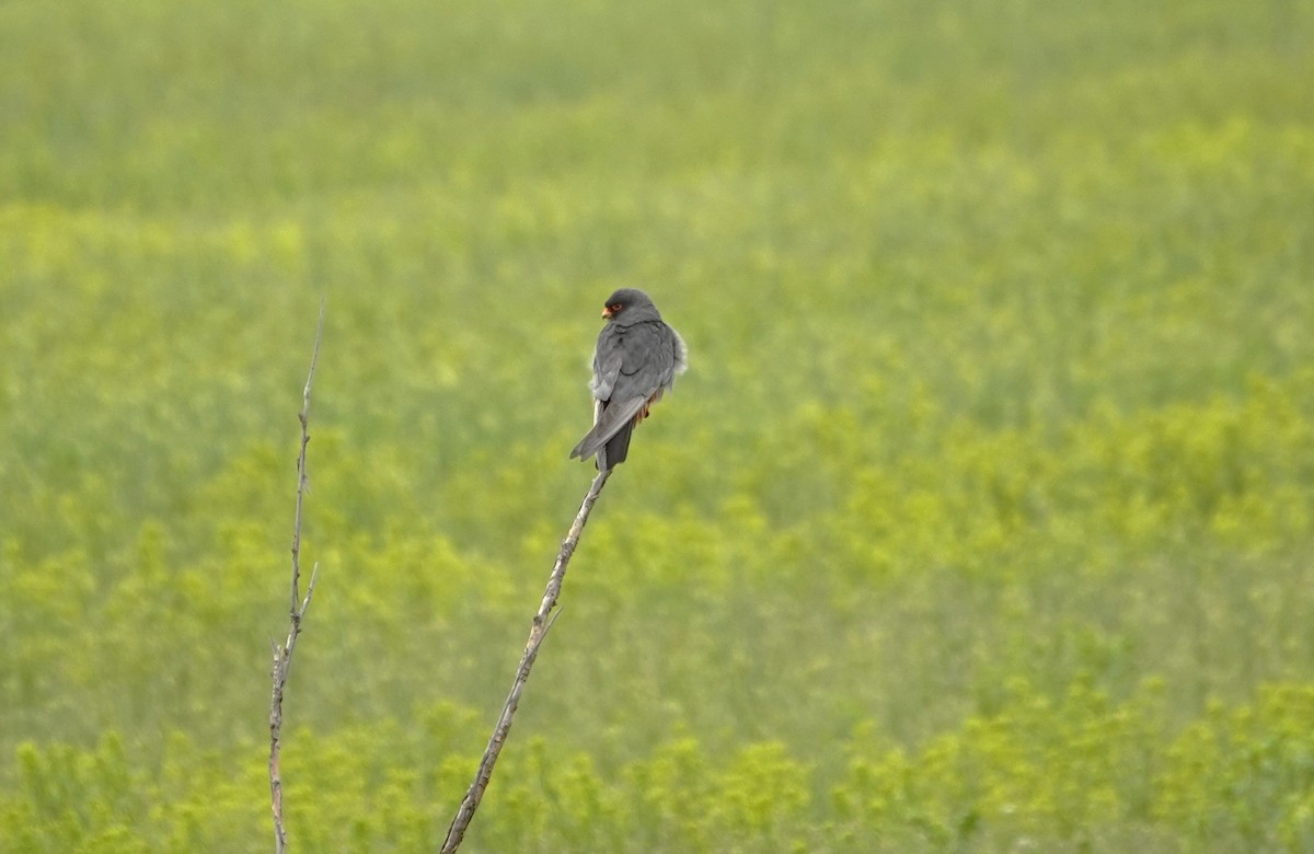 Red-footed Falcon - ML619923271