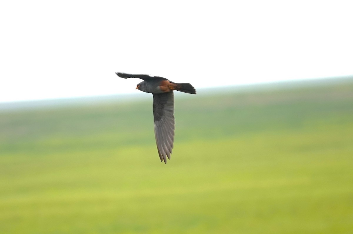 Red-footed Falcon - ML619923273