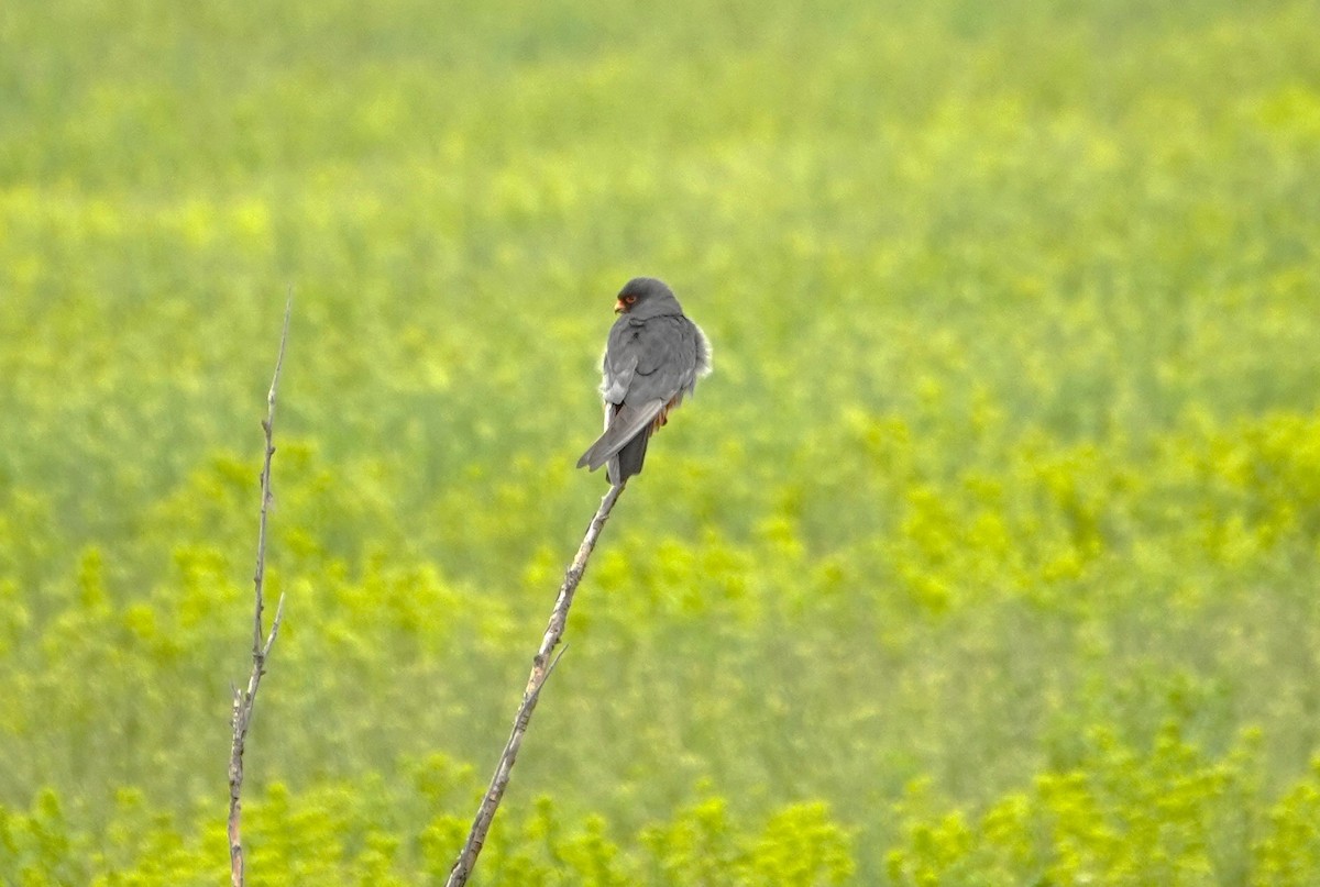 Red-footed Falcon - ML619923274