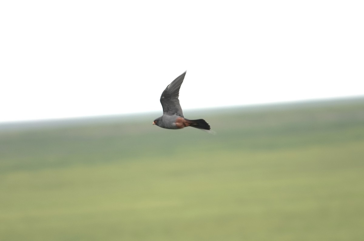 Red-footed Falcon - ML619923275
